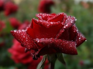 trandafir rosu dupa ploaie